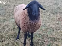 Carnero, Racka sheep — foto 1