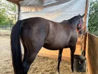 घोड़ी, Nonius horse — फ़ोटो 3