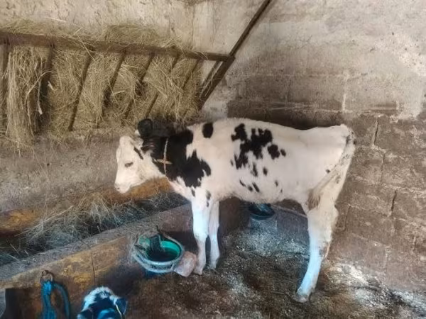 Sigir, Russian Black pied cattle — Vengriya