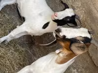 Koza, Boer goat — fotografija 4