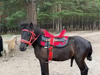 Hengst, Shetland Pony — Foto 2