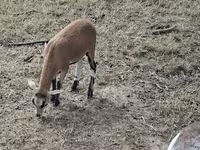 Oveja, Cameroon sheep — foto 5