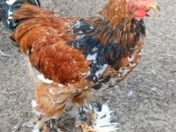 Brahma