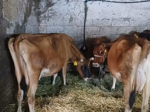 Kuh, Jersey-Rasse