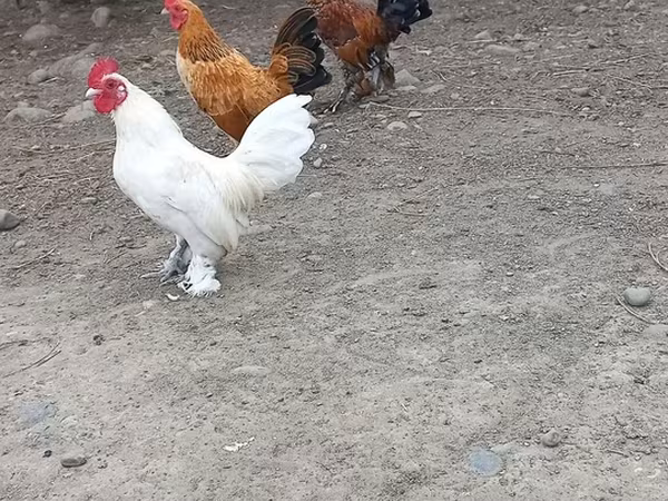 Chickens