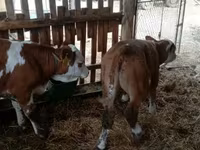 Byk, Simmental cattle — zdjęcie 2