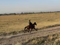 Kobila, French Trotter — fotografija 6