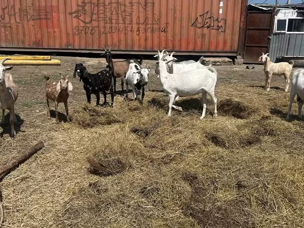 Koza, Saanen goat