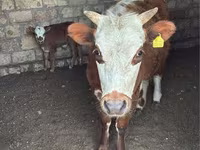 Vache, Latvian Blue cattle — photo 1