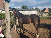 घोड़ी, Dutch warmblood horse — फ़ोटो 6