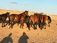 Madyan, Mugalzhar horse — foto 3