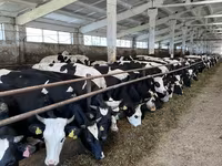 Krava, Yaroslavl cattle — fotografija 2