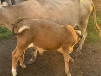 Bik, Simmental cattle — fotografija 2
