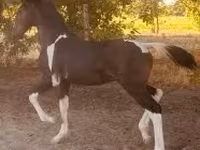 Caballo, Dutch warmblood horse — foto 4