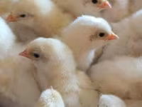 Chickens — Foto 3