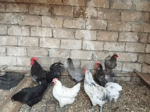 Australorp