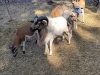मेढ़ा, Cameroon sheep — फ़ोटो 6