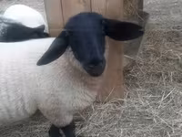 Baran, White Suffolk sheep — zdjęcie 6