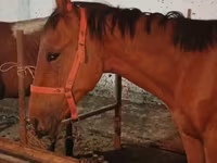 Pastuv, Manipuri pony — fotografija 7