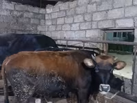 Toro, Russian Black pied cattle — foto 2