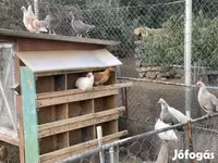 Turkeys — foto 2