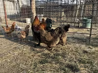 Brahma — Foto 3