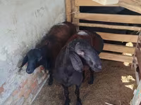Ovan, Rhon sheep — fotografija 3