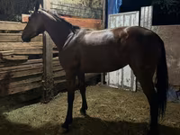 Kobila, French Trotter — fotografija 2
