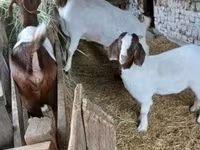 雄ヤギ, Boer goat — 写真 8