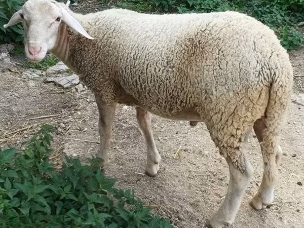 Bélier, Luzein sheep — Hongrie