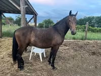 Koń, Lipizzaner — zdjęcie 8