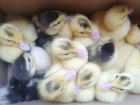 Ducks — photo 3