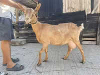 Cabra, Cabras — foto 1