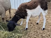 Ovca, Dorper sheep — fotografija 1
