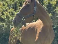 Kobyła, Polish pony — zdjęcie 6