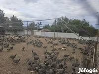 Guinea fowl — 照片 4