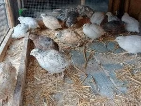 Quails