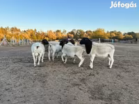 كبش, Dorper sheep — الصورة 2
