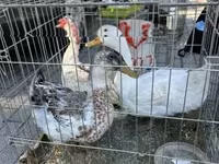 Chickens — Foto 3