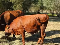 Krowa, Aberdeńsko-anguska — zdjęcie 2