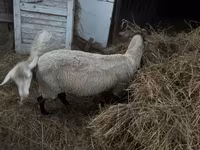 Ovelha, Dorper sheep — foto 4