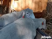Ovan, Merino sheep — fotografija 4