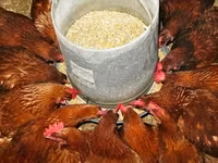 Chickens — zdjęcie 6