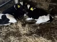 Toro, Russian Black pied cattle — foto 1