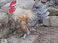 Chickens — fotografija 4