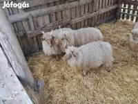 Carnero, Racka sheep — foto 6