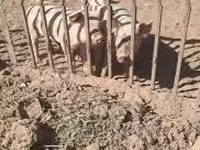 Porcs (lot, sexe non indiqué), Porcs — photo 8