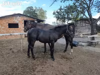 Caballo, Caballos — foto 3