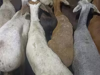 كبش, Kazakh fat-tailed coarsewool sheep — الصورة 1