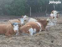 بقرة, Simmental cattle — الصورة 1